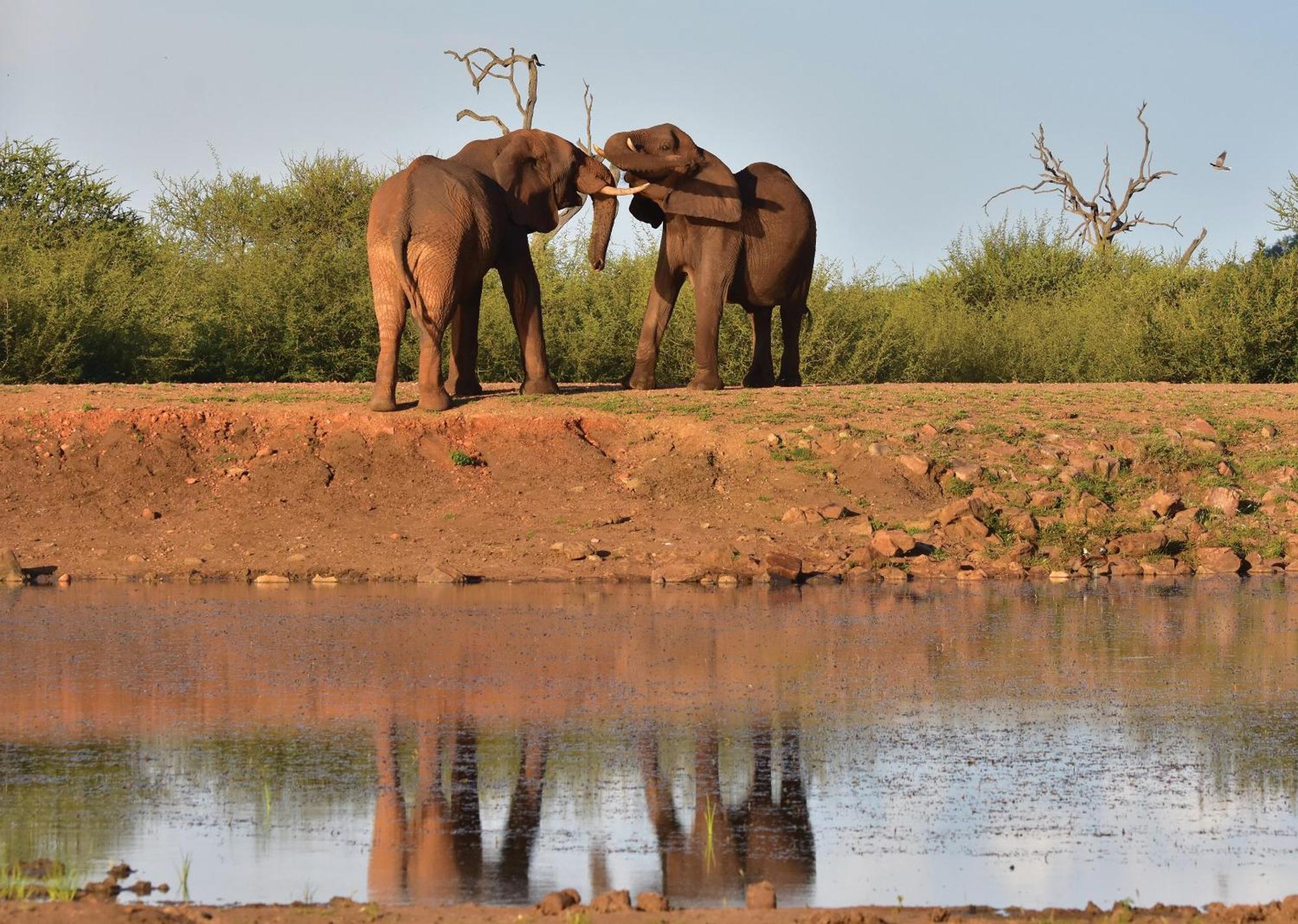 Madikwe River Lodge By Dream Resorts Madikwe Game Reserve Exterior foto